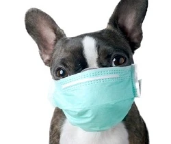 Як оплачувати е‑лікарняний у зв’язку з карантином